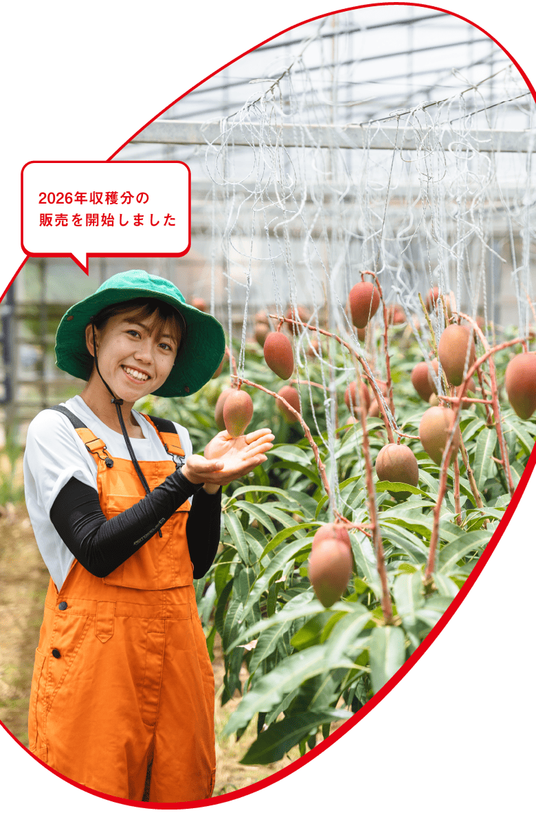 ぷすぷすマンゴーの写真