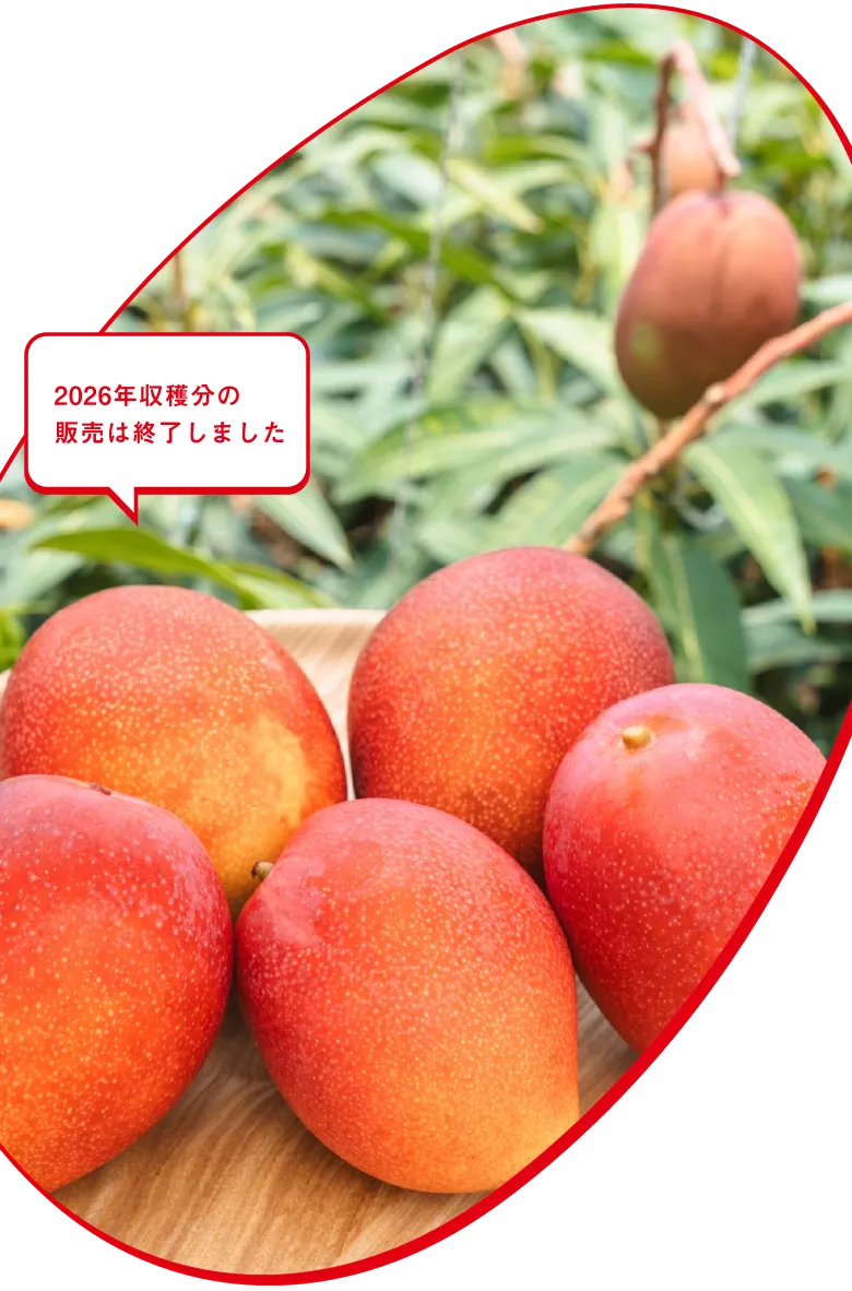 ぷすぷすマンゴーの写真