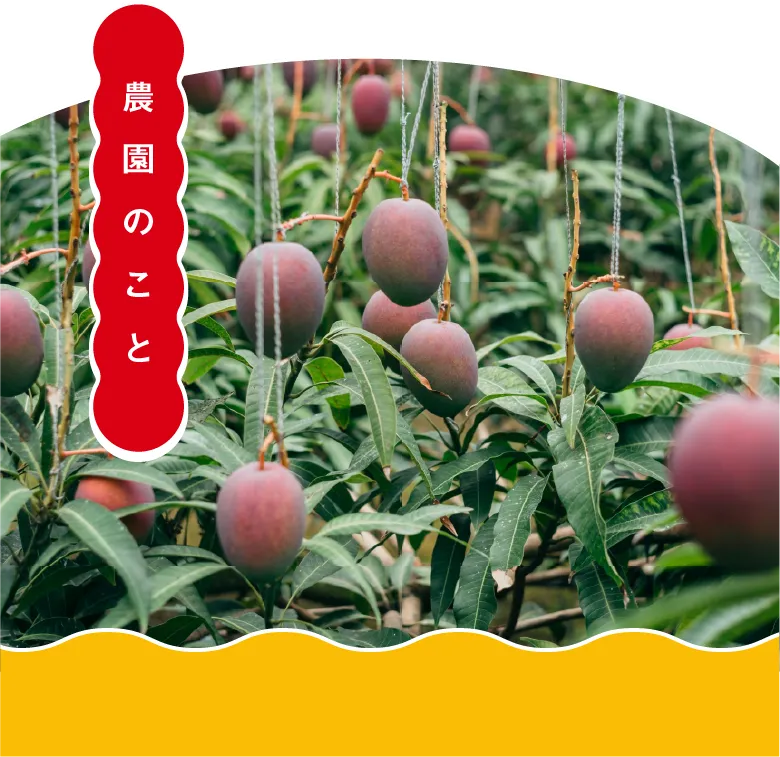 農園のこと