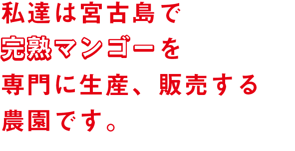 私たちは宮古島で完熟マンゴーを専門に生産、販売する農園です。