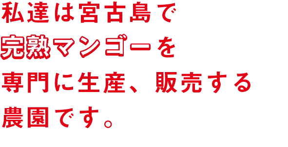 私たちは宮古島で完熟マンゴーを専門に生産、販売する農園です。