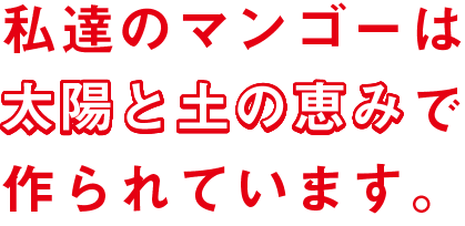 私たちのマンゴーは太陽と土の恵みで作られています。