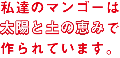 私たちのマンゴーは太陽と土の恵みで作られています。