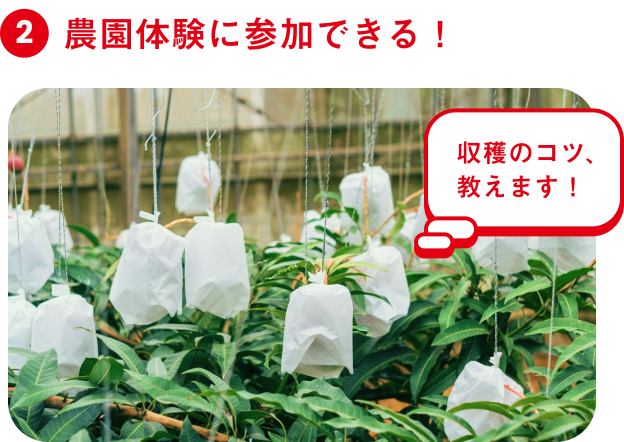 ポイント2 農園体験に参加できる!